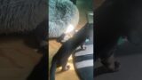 Video of adoptable pet named Hades/Hera