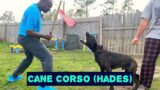 Hades (Cane Corso ) Starting Basic Obedience Training