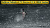 Culling Rabbits | FX Crown Mk 2 | JSB Hades