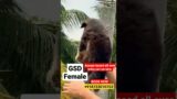 GSD Dog || Guwahati pet Service || Hades kennel #guwahti #dog #puppy #doglover