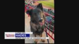 Cutest Pet of the Week: Hades