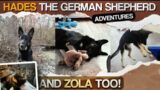 The Adventures of Hades the German Shepherd!